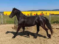 母马, Friesian — 照片 1
