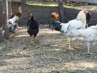 Chickens — 照片 2