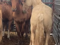Faras, New Altai Horse — sawirka 2