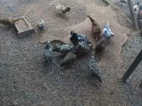 Chickens — புகைப்படம் 2
