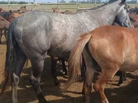 Faras, Orlov Trotter — sawirka 4