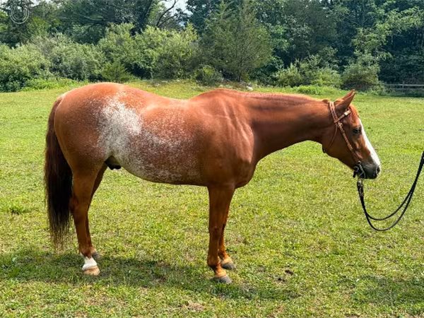Kůň, Quarter Horse