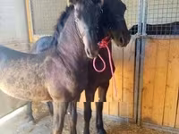 Hengst, Friesian — Foto 2