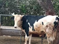 Bik, Russian Black pied cattle — fotografija 3