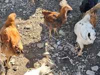 Chickens — รูปภาพ 3