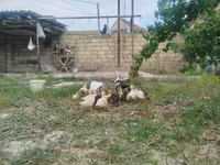 Ducks — الصورة 3