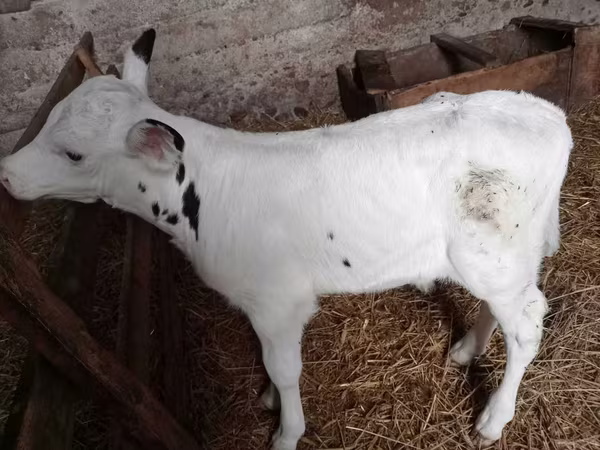 Bull, Holstein breed — Poland