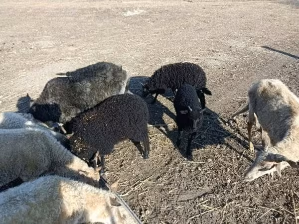 Ram, Sheep — Hungary