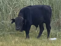 Toro, Bovini — foto 4
