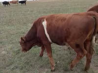 Boğa, Simmental cattle — foto 5