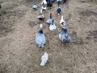 Ducks — 2-rasm