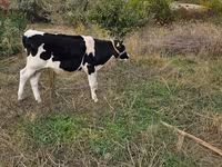 Бух, Russian Black pied cattle — 2 зураг