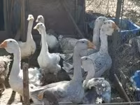 Geese — புகைப்படம் 1