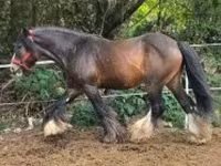 Айғыр, Gypsy horse — 2-сурет