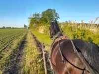 Pastuv, Nonius horse — fotografija 1