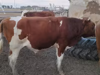 Býk, Simmental cattle — foto 2