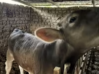 سانڈ, Swiss cattle — تصویر 2