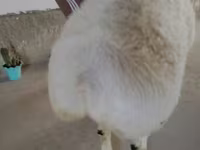 قوچ, Beltex sheep — عکس 2