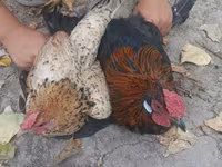 Chickens — fotografija 5