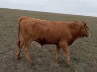 Boğa, Simmental cattle — foto 2