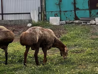 Montone, Rhon sheep — foto 2