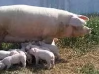 Porci (lot, sex nespecificat), Ландрас — foto 5