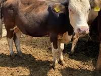 Lembu jantan, Cattle — foto 4