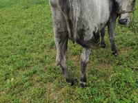 Lo’, Russian Black pied cattle — sawirka 4