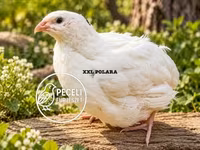 Quails — ፎቶ 1