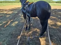 Азаргагүй морь, Nonius horse — 6 зураг
