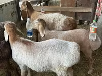 قوچ, Arashan sheep — عکس 2
