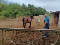 Klisna, Nonius horse — foto 4