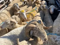 بھیڑ, بھیڑیں — تصویر 1