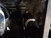 Mucca, Bovini — foto 4