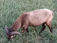 Vædder, Cameroon sheep — foto 8