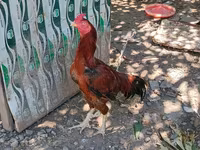 Chickens — عکس 4