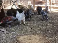 Brahma — photo 3