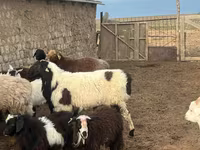 የጎትት አውራ በግ, Sheep — ፎቶ 2