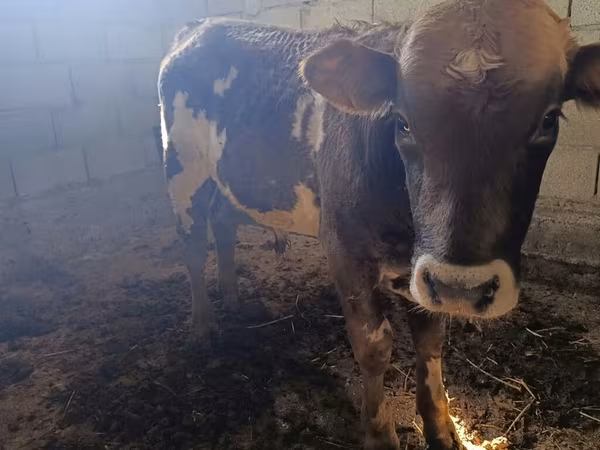Stier, Swiss cattle