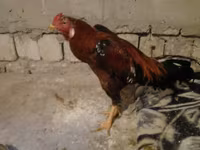Chickens — تصویر 8