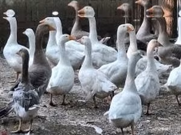 Geese