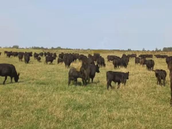 Tehén, Aberdeen-Angus — Oroszország