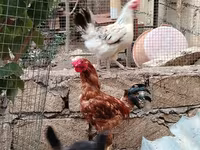 Chickens — fotografija 2