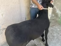 በጎች (ቡድን፣ ጾታ አልተጠቀሰም), Sheep — ፎቶ 6