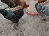 Chickens — photo 4
