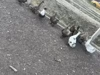 Ducks — fotografija 4