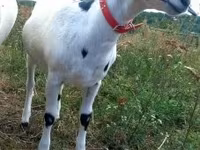 بز ماده, Nubian Goat — عکس 3