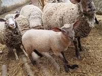بھیڑ, بھیڑیں — تصویر 3
