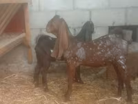 Ziege, Kamori goats — Foto 2