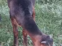 Billy Goat, Goats — photo 6